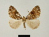  (Xylopteryx turlini - BC ZSM Lep 81669)  @11 [ ] CreativeCommons - Attribution Non-Commercial Share-Alike (2014) Axel Hausmann/Bavarian State Collection of Zoology (ZSM) SNSB, Zoologische Staatssammlung Muenchen