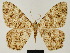  (Racotis angulosa - BC ZSM Lep 81691)  @11 [ ] CreativeCommons - Attribution Non-Commercial Share-Alike (2014) Axel Hausmann/Bavarian State Collection of Zoology (ZSM) SNSB, Zoologische Staatssammlung Muenchen