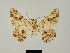  (Cleora dothionis - BC ZSM Lep 81694)  @11 [ ] CreativeCommons - Attribution Non-Commercial Share-Alike (2014) Axel Hausmann/Bavarian State Collection of Zoology (ZSM) SNSB, Zoologische Staatssammlung Muenchen