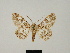  (Cleora javana - BC ZSM Lep 81701)  @11 [ ] CreativeCommons - Attribution Non-Commercial Share-Alike (2014) Axel Hausmann/Bavarian State Collection of Zoology (ZSM) SNSB, Zoologische Staatssammlung Muenchen