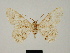  ( - BC ZSM Lep 81706)  @11 [ ] CreativeCommons - Attribution Non-Commercial Share-Alike (2014) Axel Hausmann/Bavarian State Collection of Zoology (ZSM) SNSB, Zoologische Staatssammlung Muenchen