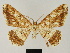  (Melanolophia venedictoffae - BC ZSM Lep 81719)  @11 [ ] CreativeCommons - Attribution Non-Commercial Share-Alike (2014) Axel Hausmann/Bavarian State Collection of Zoology (ZSM) SNSB, Zoologische Staatssammlung Muenchen