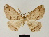  ( - BC ZSM Lep 81720)  @11 [ ] CreativeCommons - Attribution Non-Commercial Share-Alike (2014) Axel Hausmann/Bavarian State Collection of Zoology (ZSM) SNSB, Zoologische Staatssammlung Muenchen