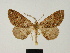  (Melanolophia lalanneae - BC ZSM Lep 81721)  @11 [ ] CreativeCommons - Attribution Non-Commercial Share-Alike (2014) Axel Hausmann/Bavarian State Collection of Zoology (ZSM) SNSB, Zoologische Staatssammlung Muenchen