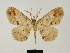  ( - BC ZSM Lep 81722)  @11 [ ] CreativeCommons - Attribution Non-Commercial Share-Alike (2014) Axel Hausmann/Bavarian State Collection of Zoology (ZSM) SNSB, Zoologische Staatssammlung Muenchen