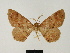  (Melanolophia lalannei - BC ZSM Lep 81723)  @11 [ ] CreativeCommons - Attribution Non-Commercial Share-Alike (2014) Axel Hausmann/Bavarian State Collection of Zoology (ZSM) SNSB, Zoologische Staatssammlung Muenchen