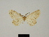  (Melanolophia ludovici - BC ZSM Lep 81724)  @11 [ ] CreativeCommons - Attribution Non-Commercial Share-Alike (2014) Axel Hausmann/Bavarian State Collection of Zoology (ZSM) SNSB, Zoologische Staatssammlung Muenchen