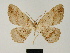  (Melanolophia tephrias - BC ZSM Lep 81725)  @11 [ ] CreativeCommons - Attribution Non-Commercial Share-Alike (2014) Axel Hausmann/Bavarian State Collection of Zoology (ZSM) SNSB, Zoologische Staatssammlung Muenchen