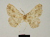  (Melanolophia moinieri - BC ZSM Lep 81726)  @11 [ ] CreativeCommons - Attribution Non-Commercial Share-Alike (2014) Axel Hausmann/Bavarian State Collection of Zoology (ZSM) SNSB, Zoologische Staatssammlung Muenchen