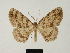  (Melanolophia rindgei - BC ZSM Lep 81727)  @11 [ ] CreativeCommons - Attribution Non-Commercial Share-Alike (2014) Axel Hausmann/Bavarian State Collection of Zoology (ZSM) SNSB, Zoologische Staatssammlung Muenchen