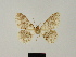  ( - BC ZSM Lep 81732)  @11 [ ] CreativeCommons - Attribution Non-Commercial Share-Alike (2014) Axel Hausmann/Bavarian State Collection of Zoology (ZSM) SNSB, Zoologische Staatssammlung Muenchen