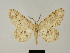  ( - BC ZSM Lep 81733)  @11 [ ] CreativeCommons - Attribution Non-Commercial Share-Alike (2014) Axel Hausmann/Bavarian State Collection of Zoology (ZSM) SNSB, Zoologische Staatssammlung Muenchen