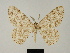  (Zeuctoboarmia viverra - BC ZSM Lep 81736)  @11 [ ] CreativeCommons - Attribution Non-Commercial Share-Alike (2014) Axel Hausmann/Bavarian State Collection of Zoology (ZSM) SNSB, Zoologische Staatssammlung Muenchen