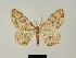  (Zeuctoboarmia corolla - BC ZSM Lep 81737)  @11 [ ] CreativeCommons - Attribution Non-Commercial Share-Alike (2014) Axel Hausmann/Bavarian State Collection of Zoology (ZSM) SNSB, Zoologische Staatssammlung Muenchen
