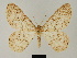  (Zeuctoboarmia phantasma - BC ZSM Lep 81743)  @11 [ ] CreativeCommons - Attribution Non-Commercial Share-Alike (2014) Axel Hausmann/Bavarian State Collection of Zoology (ZSM) SNSB, Zoologische Staatssammlung Muenchen