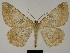  ( - BC ZSM Lep 81751)  @11 [ ] CreativeCommons - Attribution Non-Commercial Share-Alike (2014) Axel Hausmann/Bavarian State Collection of Zoology (ZSM) SNSB, Zoologische Staatssammlung Muenchen