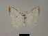  (Plectoneura moinieri - BC ZSM Lep 81753)  @11 [ ] CreativeCommons - Attribution Non-Commercial Share-Alike (2014) Axel Hausmann/Bavarian State Collection of Zoology (ZSM) SNSB, Zoologische Staatssammlung Muenchen