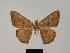  (Cabera nathaliae - BC ZSM Lep 81755)  @11 [ ] CreativeCommons - Attribution Non-Commercial Share-Alike (2014) Axel Hausmann/Bavarian State Collection of Zoology (ZSM) SNSB, Zoologische Staatssammlung Muenchen