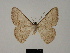  (Pycnostega infrequens - BC ZSM Lep 81757)  @11 [ ] CreativeCommons - Attribution Non-Commercial Share-Alike (2014) Axel Hausmann/Bavarian State Collection of Zoology (ZSM) SNSB, Zoologische Staatssammlung Muenchen