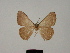  (Pycnostega insipida - BC ZSM Lep 81759)  @11 [ ] CreativeCommons - Attribution Non-Commercial Share-Alike (2014) Axel Hausmann/Bavarian State Collection of Zoology (ZSM) SNSB, Zoologische Staatssammlung Muenchen