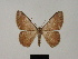  ( - BC ZSM Lep 81761)  @11 [ ] CreativeCommons - Attribution Non-Commercial Share-Alike (2014) Axel Hausmann/Bavarian State Collection of Zoology (ZSM) SNSB, Zoologische Staatssammlung Muenchen