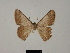  ( - BC ZSM Lep 81764)  @11 [ ] CreativeCommons - Attribution Non-Commercial Share-Alike (2014) Axel Hausmann/Bavarian State Collection of Zoology (ZSM) SNSB, Zoologische Staatssammlung Muenchen