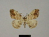  ( - BC ZSM Lep 81771)  @11 [ ] CreativeCommons - Attribution Non-Commercial Share-Alike (2014) Axel Hausmann/Bavarian State Collection of Zoology (ZSM) SNSB, Zoologische Staatssammlung Muenchen