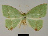 (Phyle subfulva - BC ZSM Lep 81776)  @11 [ ] CreativeCommons - Attribution Non-Commercial Share-Alike (2014) Axel Hausmann/Bavarian State Collection of Zoology (ZSM) SNSB, Zoologische Staatssammlung Muenchen