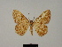  ( - BC ZSM Lep 81777)  @11 [ ] CreativeCommons - Attribution Non-Commercial Share-Alike (2014) Axel Hausmann/Bavarian State Collection of Zoology (ZSM) SNSB, Zoologische Staatssammlung Muenchen