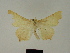  (Ennomos dryadaria - BC ZSM Lep 83269)  @11 [ ] CreativeCommons - Attribution Non-Commercial Share-Alike (2014) Axel Hausmann/Bavarian State Collection of Zoology (ZSM) SNSB, Zoologische Staatssammlung Muenchen