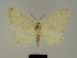  (Adactylotis ungemachi - BC ZSM Lep 83270)  @11 [ ] CreativeCommons - Attribution Non-Commercial Share-Alike (2014) Axel Hausmann/Bavarian State Collection of Zoology (ZSM) SNSB, Zoologische Staatssammlung Muenchen
