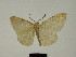  (Adactylotis inquinitaria - BC ZSM Lep 83272)  @11 [ ] CreativeCommons - Attribution Non-Commercial Share-Alike (2014) Axel Hausmann/Bavarian State Collection of Zoology (ZSM) SNSB, Zoologische Staatssammlung Muenchen