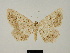  (Zernyia algiricaria - BC ZSM Lep 83275)  @11 [ ] CreativeCommons - Attribution Non-Commercial Share-Alike (2014) Axel Hausmann/Bavarian State Collection of Zoology (ZSM) SNSB, Zoologische Staatssammlung Muenchen