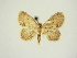  (Idaea dimidiata - BC ZSM Lep 83310)  @11 [ ] CreativeCommons - Attribution Non-Commercial Share-Alike (2014) Axel Hausmann/Bavarian State Collection of Zoology (ZSM) SNSB, Zoologische Staatssammlung Muenchen