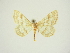  (Idaea mimosaria - BC ZSM Lep 83313)  @11 [ ] CreativeCommons - Attribution Non-Commercial Share-Alike (2014) Axel Hausmann/Bavarian State Collection of Zoology (ZSM) SNSB, Zoologische Staatssammlung Muenchen