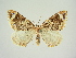  (Eulithis prunata samnitica - BC ZSM Lep 83330)  @11 [ ] CreativeCommons - Attribution Non-Commercial Share-Alike (2014) Axel Hausmann/Bavarian State Collection of Zoology (ZSM) SNSB, Zoologische Staatssammlung Muenchen