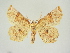  (Selenia lunularia nubilunaria - BC ZSM Lep 83378)  @11 [ ] CreativeCommons - Attribution Non-Commercial Share-Alike (2014) Axel Hausmann/Bavarian State Collection of Zoology (ZSM) SNSB, Zoologische Staatssammlung Muenchen