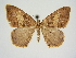  (Chiasmia lindemannae - BC ZSM Lep 83414)  @11 [ ] CreativeCommons - Attribution Non-Commercial Share-Alike (2014) Axel Hausmann/Bavarian State Collection of Zoology (ZSM) SNSB, Zoologische Staatssammlung Muenchen
