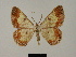  (Zamarada turlini - BC ZSM Lep 84094)  @11 [ ] CreativeCommons - Attribution Non-Commercial Share-Alike (2014) Axel Hausmann/Bavarian State Collection of Zoology (ZSM) SNSB, Zoologische Staatssammlung Muenchen