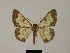  (Zamarada aegrotans - BC ZSM Lep 84097)  @11 [ ] CreativeCommons - Attribution Non-Commercial Share-Alike (2014) Axel Hausmann/Bavarian State Collection of Zoology (ZSM) SNSB, Zoologische Staatssammlung Muenchen