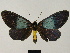  ( - BC ZSM Lep 84116)  @11 [ ] CreativeCommons - Attribution Non-Commercial Share-Alike (2014) Axel Hausmann/Bavarian State Collection of Zoology (ZSM) SNSB, Zoologische Staatssammlung Muenchen