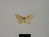  (Idaea belemiata - BC ZSM Lep 84168)  @11 [ ] CreativeCommons - Attribution Non-Commercial Share-Alike (2014) Axel Hausmann/Bavarian State Collection of Zoology (ZSM) SNSB, Zoologische Staatssammlung Muenchen