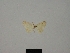  (Idaea oberthuri - BC ZSM Lep 84169)  @11 [ ] CreativeCommons - Attribution Non-Commercial Share-Alike (2014) Axel Hausmann/Bavarian State Collection of Zoology (ZSM) SNSB, Zoologische Staatssammlung Muenchen
