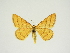  (Idaea aureolaria - BC ZSM Lep 84660)  @11 [ ] CreativeCommons - Attribution Non-Commercial Share-Alike (2014) Axel Hausmann/Bavarian State Collection of Zoology (ZSM) SNSB, Zoologische Staatssammlung Muenchen