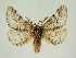  (Lycia hirtaria catalonica - BC ZSM Lep 84698)  @11 [ ] CreativeCommons - Attribution Non-Commercial Share-Alike (2014) Axel Hausmann/Bavarian State Collection of Zoology (ZSM) SNSB, Zoologische Staatssammlung Muenchen