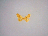  (Idaea jacobi - BC ZSM Lep 84745)  @11 [ ] CreativeCommons - Attribution Non-Commercial Share-Alike (2014) Axel Hausmann/Bavarian State Collection of Zoology (ZSM) SNSB, Zoologische Staatssammlung Muenchen
