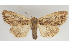  (Mniotype xylinoides - BC ZSM Lep 103422)  @11 [ ] CreativeCommons - Attribution Non-Commercial Share-Alike (2018) SNSB, Staatliche Naturwissenschaftliche Sammlungen Bayerns ZSM (SNSB, Zoologische Staatssammlung Muenchen)