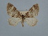  ( - BC ZSM Lep 106563)  @13 [ ] CreativeCommons - Attribution Non-Commercial Share-Alike (2019) SNSB, Staatliche Naturwissenschaftliche Sammlungen Bayerns ZSM (SNSB, Zoologische Staatssammlung Muenchen)