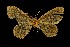  (Microplutodes iridaria - BC ZSM Lep 110653)  @11 [ ] by-nc-sa (2021) SNSB, Staatliche Naturwissenschaftliche Sammlungen Bayerns ZSM (SNSB, Zoologische Staatssammlung Muenchen)