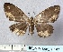  (Microcalicha fumosa - BC_ZSM_Lep_116287)  @11 [ ] by-nc-sa (2024) SNSB, Staatliche Naturwissenschaftliche Sammlungen Bayerns ZSM (SNSB, Zoologische Staatssammlung Muenchen)